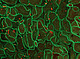 Pflanzliche Proteine sichtbar gemacht: Die sogenannten Adhäsionsmoleküle auf der Zellmembran vermitteln den Kontakt und ermöglichen die Kommunikation zwischen den Zellen (aufgenommen mit ZEISS LSM 980). | Bildquelle: Universität Hohenheim / Tatsiana Straub, Lin Xi