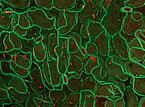 Pflanzliche Proteine sichtbar gemacht: Die sogenannten Adhäsionsmoleküle auf der Zellmembran vermitteln den Kontakt und ermöglichen die Kommunikation zwischen den Zellen (aufgenommen mit ZEISS LSM 980). | Bildquelle: Universität Hohenheim / Tatsiana Straub, Lin Xi