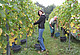 Weinleser bei Ihrer Arbeit für die Forschung / Bildquelle: Universität Hohenheim / Florian Leonhardmayr.