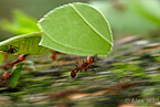 Eine Gruppe von Arbeiterinnen (Atta cephalotes) tragen Blätter zum Nest, um ihren Pilzgarten zu düngen. Gamboa, Panama | Bildquelle: © Alex Wild, used by permission