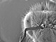 Kopf einer Biene, aufgenommen mit dem Environmental Rasterelektronenmikroskop (Zeiss EVO15). | Bildquelle: Universität Hohenheim / Susanne Karck