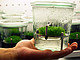 Arabidopsis in der Versuchsanordnung. Bild: Universität Hohenheim