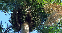 Früchte der Acrocomia-Palme | Bild: Oberländer