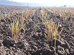 Junger Roggen auf einem Versuchsfeld in Kleinhohenheim. Foto: Universität Hohenheim