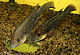 Mosambik-Buntbarsch (Oreochromis mossambicus); Bildquelle: Universität Hohenheim