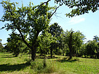 Orchard meadows are among the most species-rich biotopes in Central Europe. But many orchards are in acute danger, as they are not economically viable. In the future, the autonomous robot from the University of Hohenheim will assist in the regular and professional pruning of trees. | Image source: University of Hohenheim / Dorothee Elsner