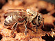 A bee infested with varroa mites. | Image: University of Hohenheim / Bettina Ziegelmann