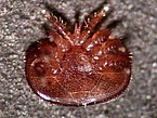 Underside of a Varroa mite  / Source: University of Hohenheim/Bettina Ziegelmann