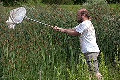 Mit einem Auffangnetz werden Spinnen im Gras am Weiher gefangen / Bildquelle: Universität Hohenheim/A. Untermann