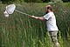 Mit einem Auffangnetz werden Spinnen im Gras am Weiher gefangen / Bildquelle: Universität Hohenheim/A. Untermann