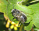 Frühlings-Pelzbiene (Anthophora plumipes) | Bild: Universität Hohenheim / Sebastian Görn